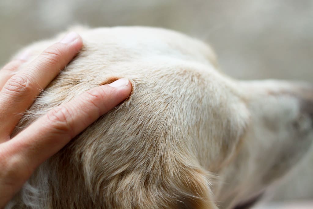 Le massage pour chien pour qu'il se sente mieux
